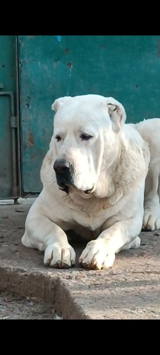 Алабай предлагается для вязки