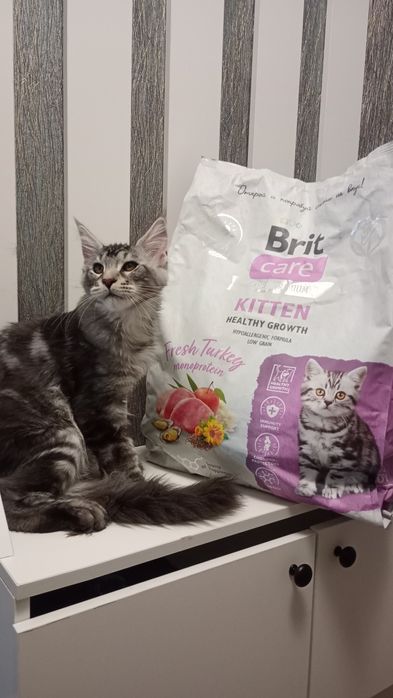 Продам Очень Крупного Мейн Куна