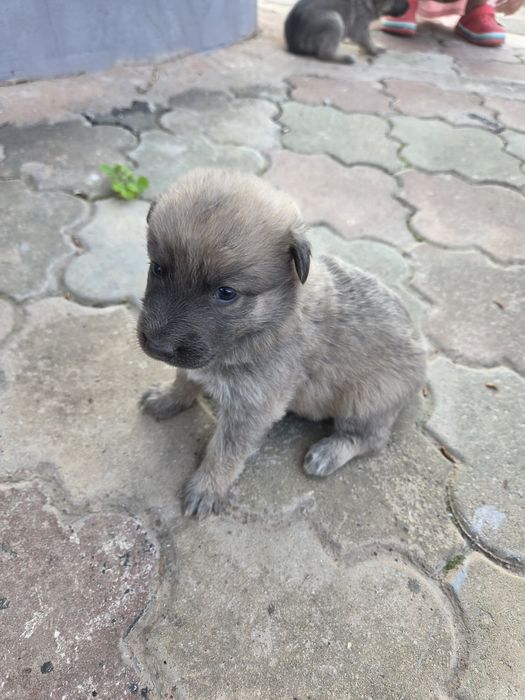 Отдам в добрые руки щенят