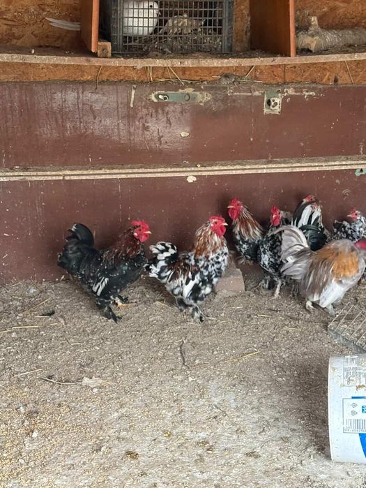 Vând sau schimb cu porumbei