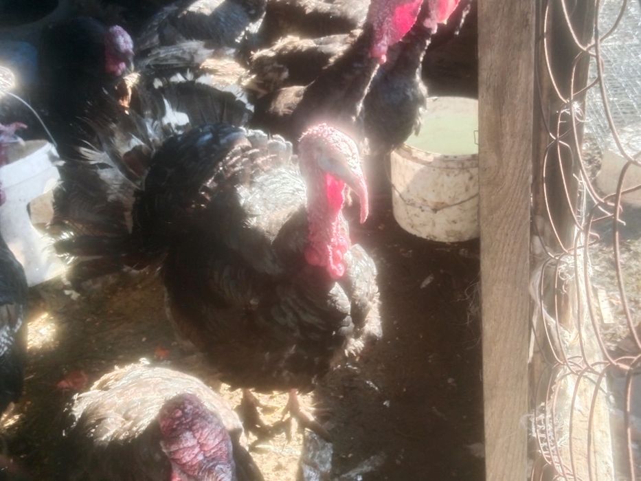 Индюков гибрид продам