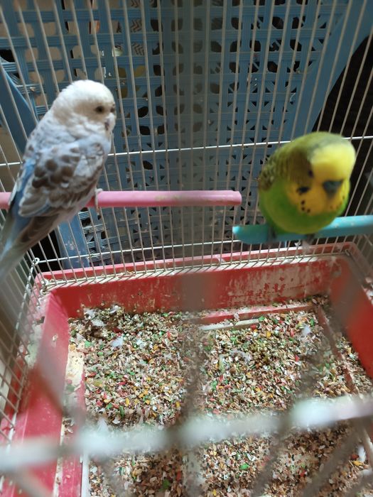 Попугай волнистый (Тутикушлар) сотилади.