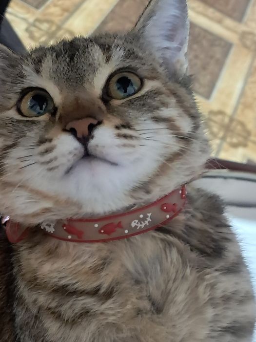 Uy mushugi qisirlashtirilgan urgʻochi