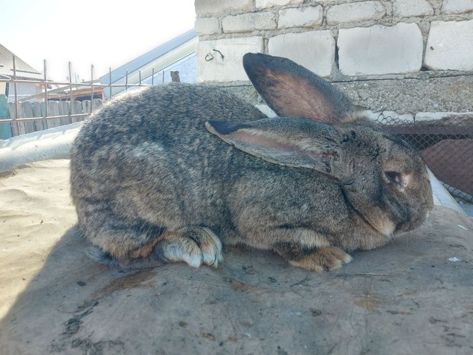 Iepuri rasa grea, femele mature