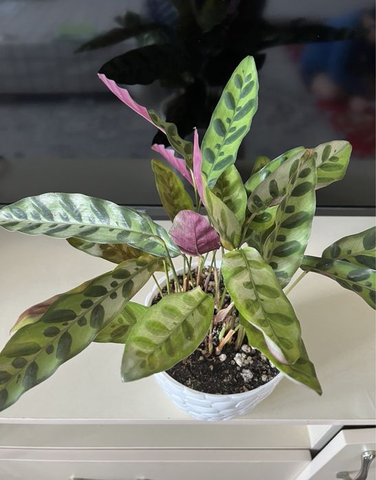 Комнатные растения