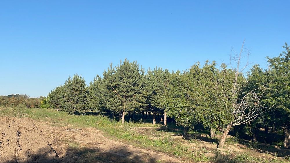 Сосны формированные