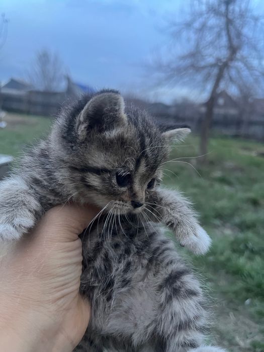 Котята, отец Британец