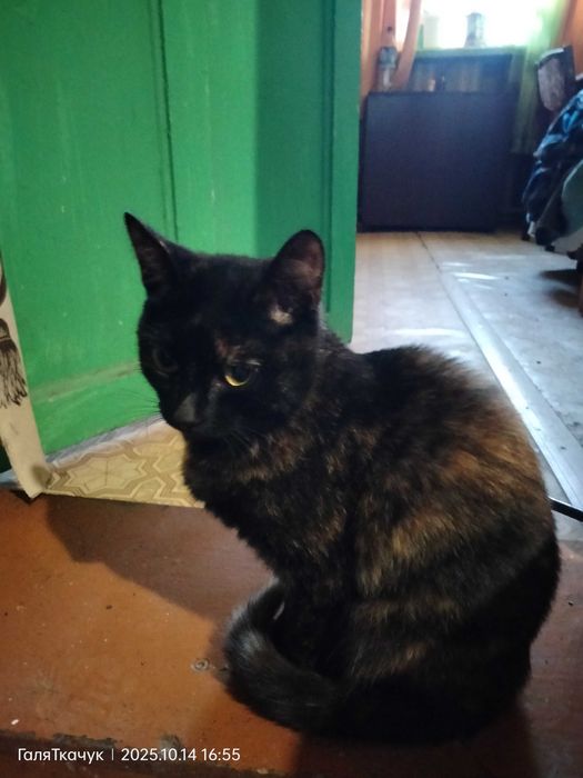 Кошечка окраса черепашка или мраморный