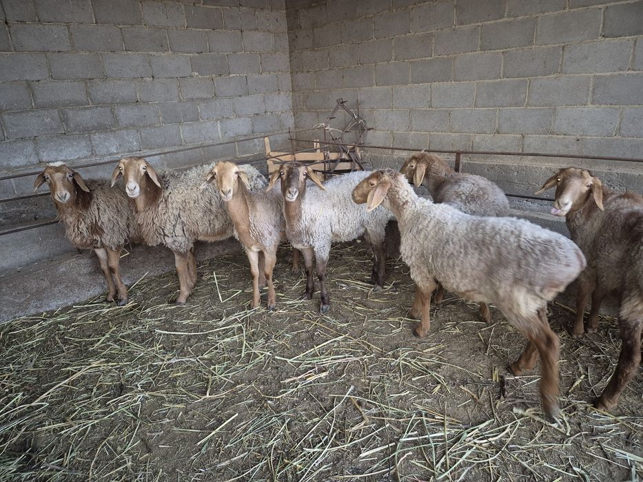 Бордақыланған саулық тоқтылар