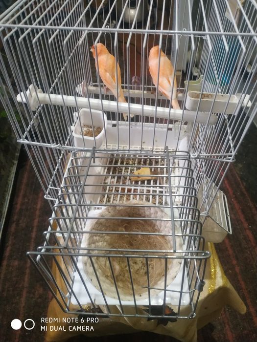 Канарейка продам сотилади