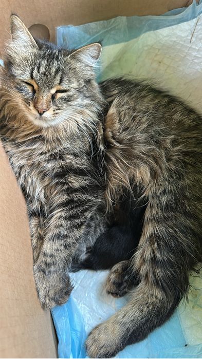 Красивые котята в добрые руки