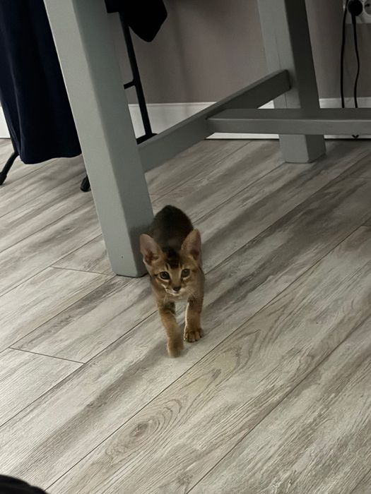 Продам породистого котенка