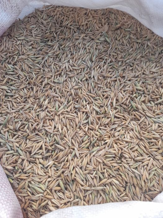 Продам Сулы..(Овёс)