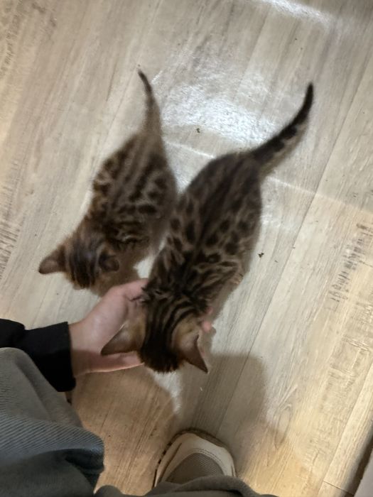 Бенгальские котята мальчик и девочка