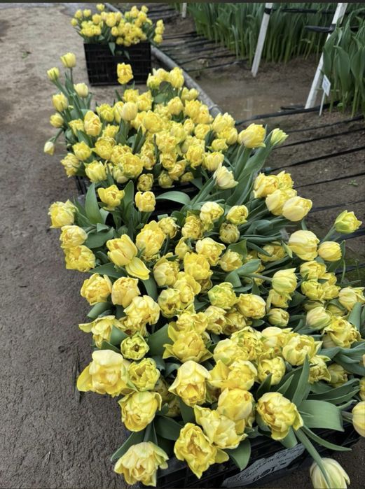 Тюльпаны беларусы 750