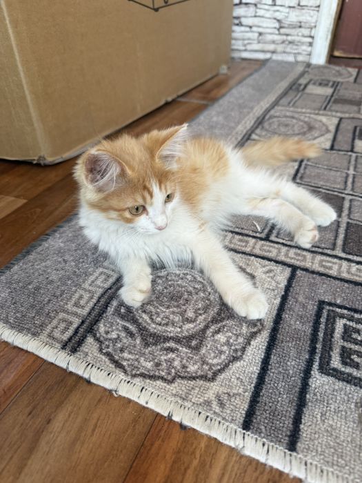 Котенок ……………………..