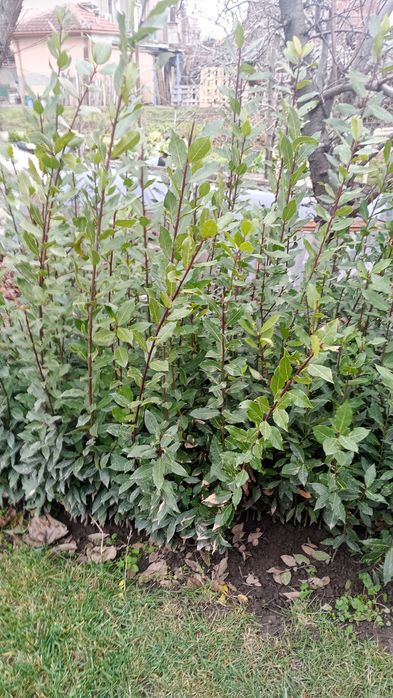 Дафинов лист Разсад