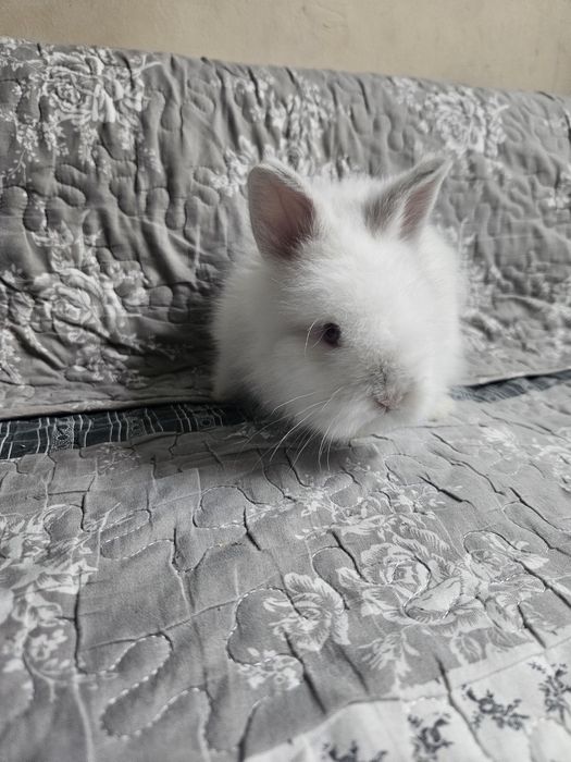 Iepurași cap de leu pitic, rasă pură