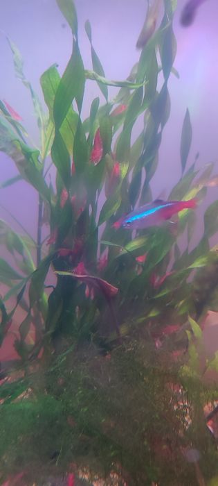 Аквариумные креветки