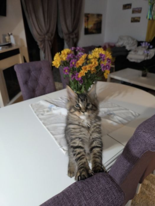 Pui Maine Coon de vanzare