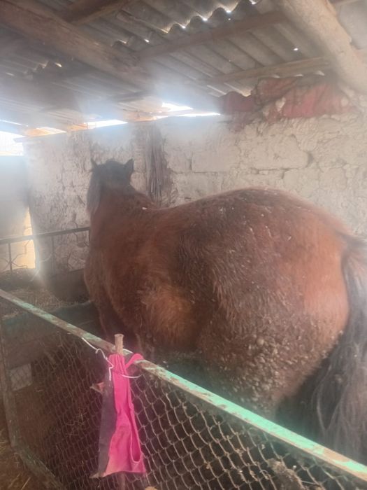 Продам лошади в дача Ветеране