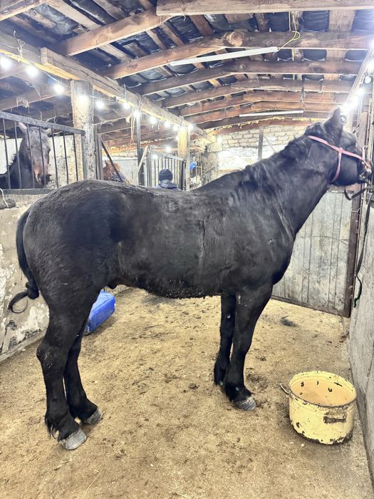 Айғыр Сатылады ??