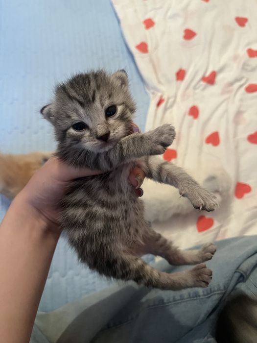 Отдаем котят-мальчиков.