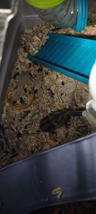 Donez femela hamster pitic