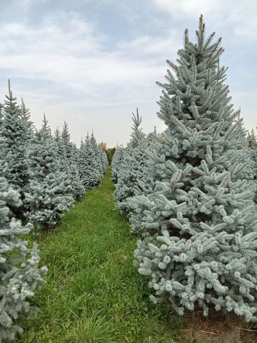 Голубые ёлки разных размеров