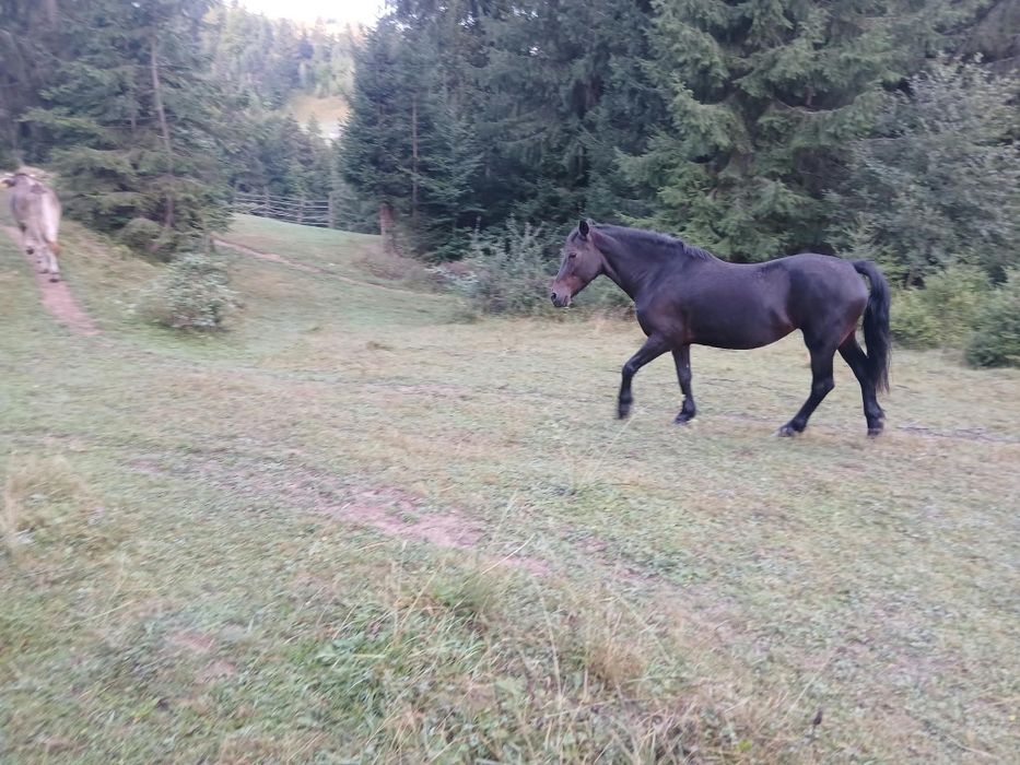 Iapa de vanzare.