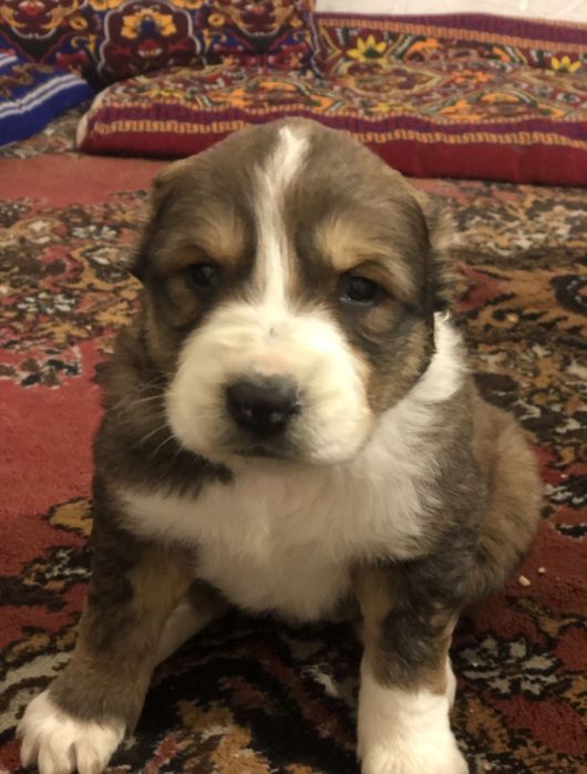 Алабай күшігі родословный