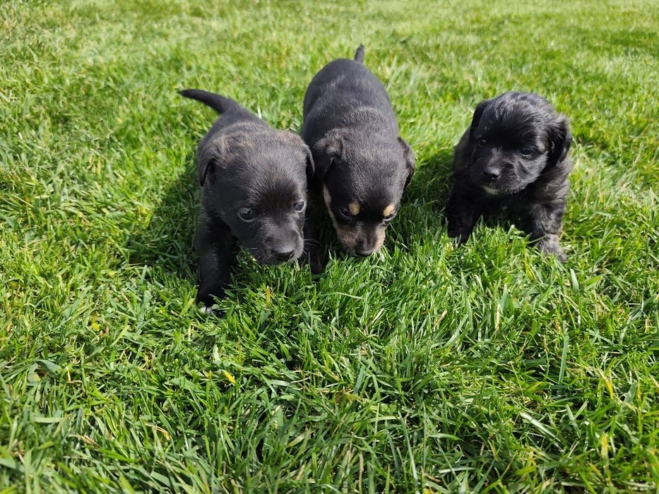 Подарявам кученца