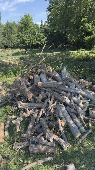 otin sotiladi kmga qzq bosa tel qilselar gaplashamz