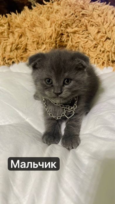 Милые котята