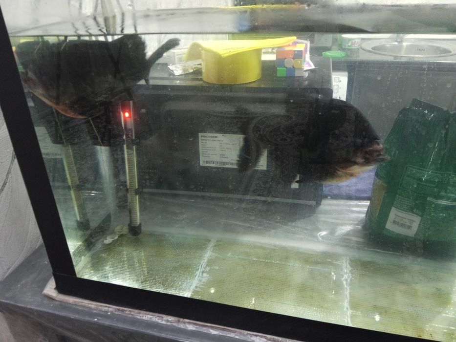 Продам рыбу  Пирани,  Баликлар сотилади пираниа  25 см катталиги