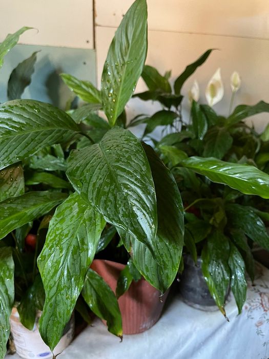 Комнатные растения