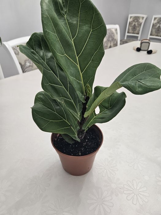 Продам Фикус Лирата