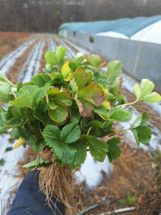 ПРОДАЖБА НА РАЗСАД – БОРОВИНКИ И ЯГОДИ,  Малки боровинки- изгодно