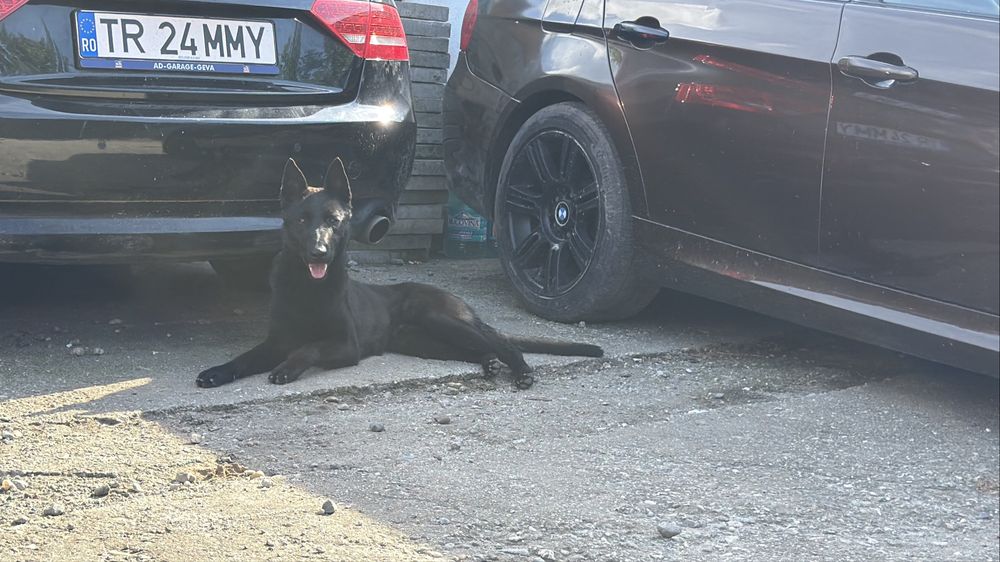 Pui ciobanesc malinois, lup belgian carbone