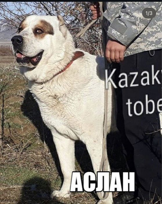 Продаётся среднеазиатская овчарка