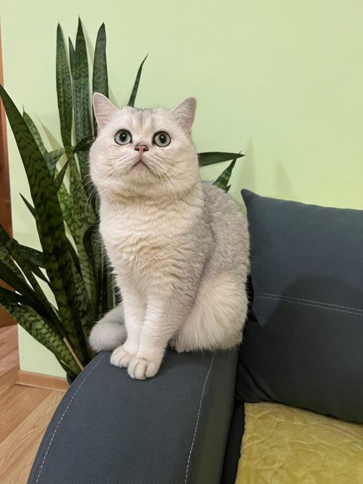 Вязка Британская шиншилла мальчик