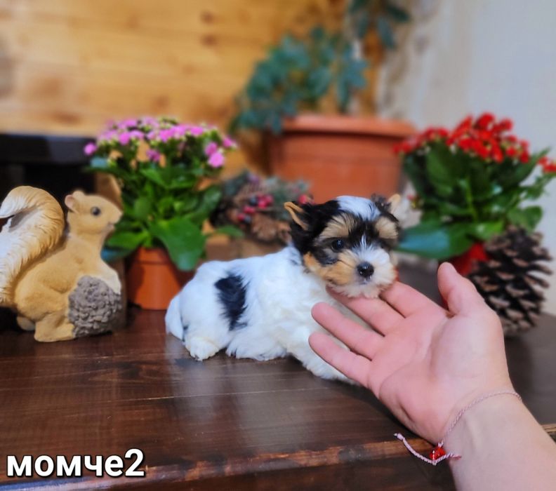 Бивер Йоркширски териер-бивър