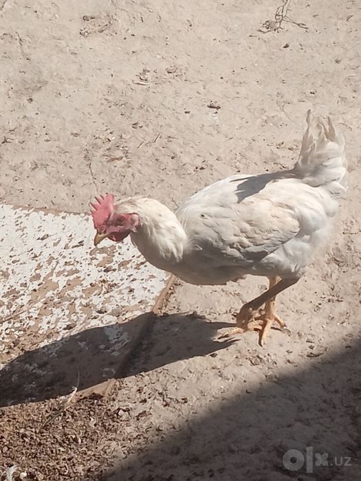 Xoroz sotiladi kelishtirib beramiz