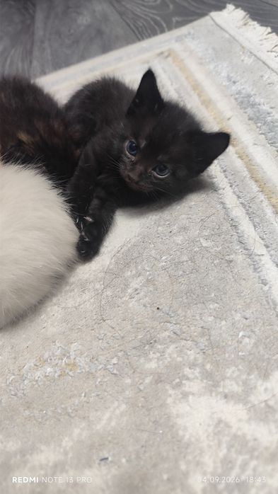 Котята , котята.