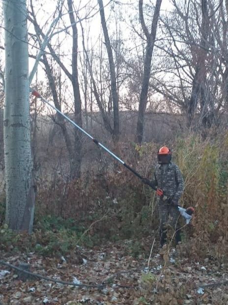 Обрезка деревьев