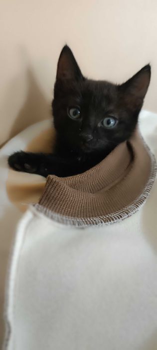Отдам котят добрым людям