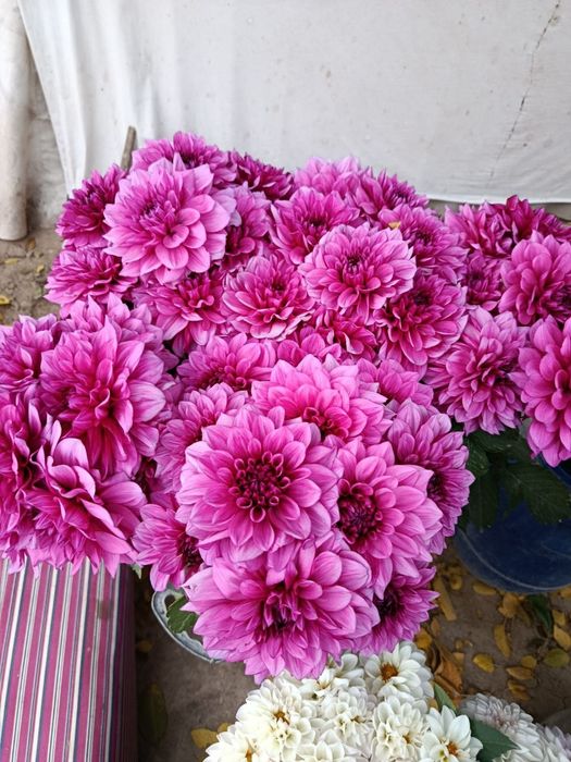 Giyargin kòchat sotladi