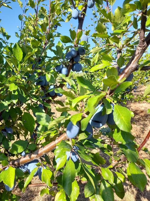Prune Stanley de vanzare