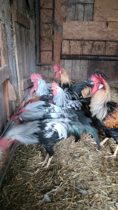 Cocos Leghorn si puicute