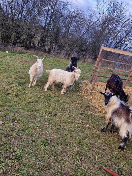 Vand o capra ,doi iezii si un țap